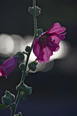 IMG_7757.jpg