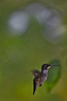 IMG_7819.jpg