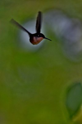 IMG_7826.jpg