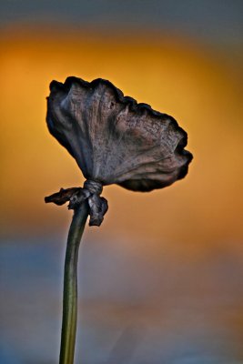IMG_8906.jpg