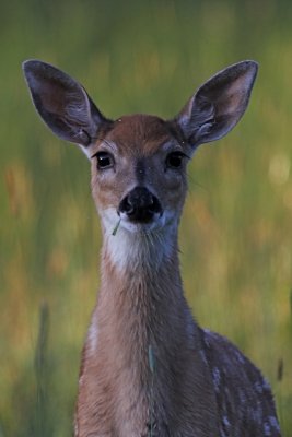 IMG_4946.jpg