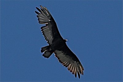 IMG_5184.jpg