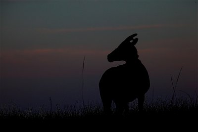 IMG_5468.jpg