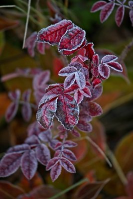 IMG_0222.jpg
