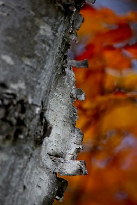 IMG_0613.jpg