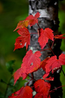 IMG_0638.jpg