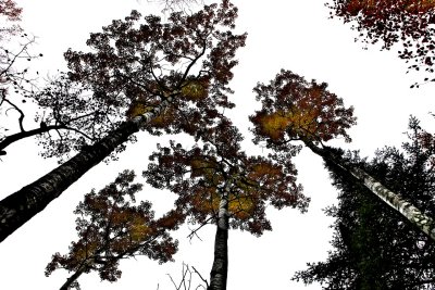 IMG_6010.jpg