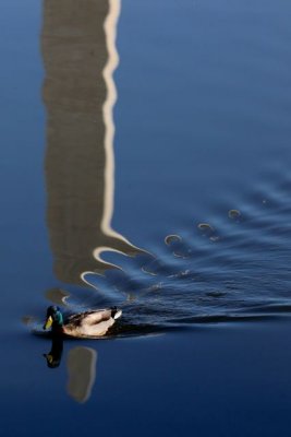 dc_cherry_blossom_15