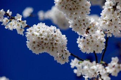 dc_cherry_blossom_15