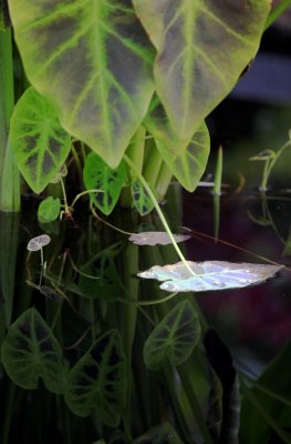 IMG_3918.jpg