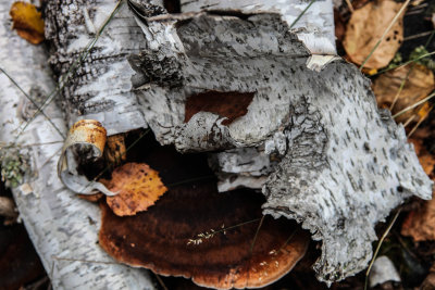 north_mn_16