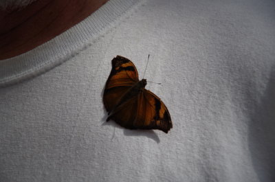 Butterfly 10 13 13 (22).JPG