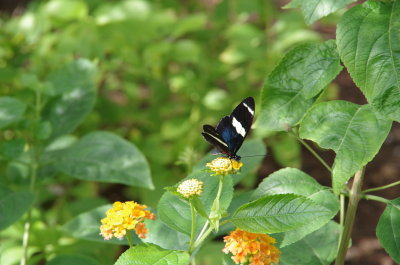 Butterfly 10 13 13 (30).JPG