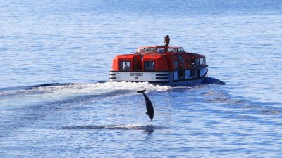 Fanning Island Dolphin Leaps