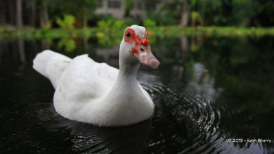 The Queen's Pond Duck