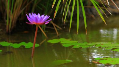 A Queen's Pond Flower