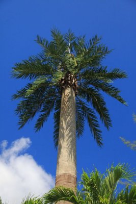 Moorea Island Palm Tree?