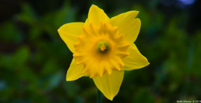 This Year's Front Yard Daffodil
