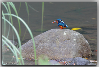 Indigo-banded Kingfisher 