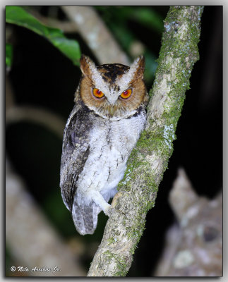 Visayan Lowland Scops Owl 