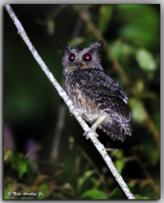 Everett's Scops Owl 