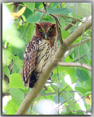 Philippine Eagle-Owl