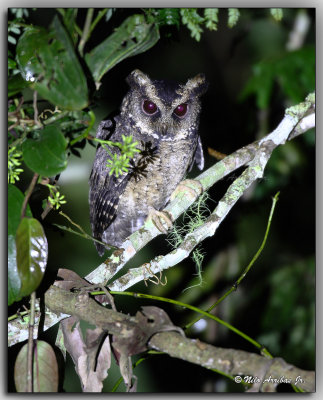Everett's Scops Owl