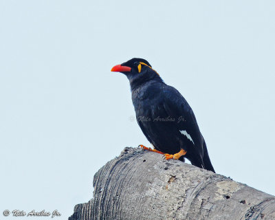 Common Hill Myna