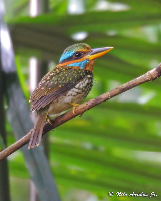 Spotted Wood Kingfisher