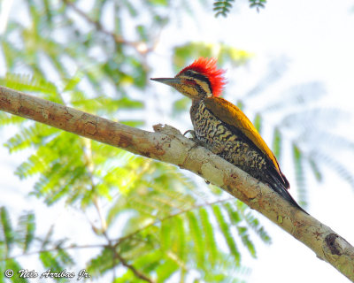 Spot-throated Flameback