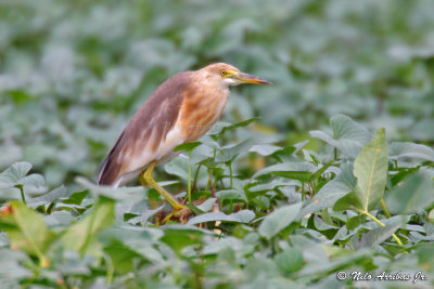 Javan Pond Heron