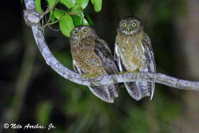 Cebu Hawk-Owl