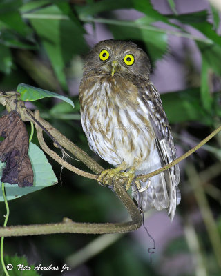 Luzon Hawk Owl