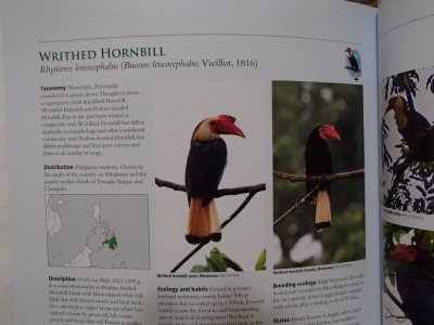 Photo Exhibit: Philippine Hornbills @ Ayala Museum
