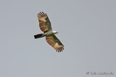 Pinsker's Hawk-eagle