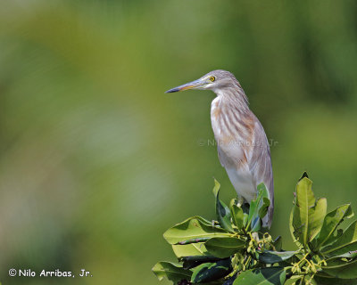 Canon 600mm f/4.0 IS + Canon EOS M2