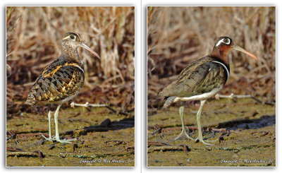 Greater Painted-Snipe 