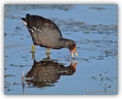 common_moorhen