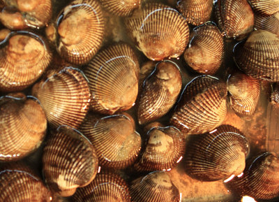 Tsukiji Fish Market - Tokyo - Clams