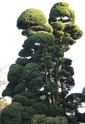 Japanese Trees