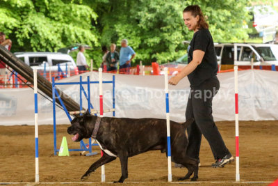 Cocker Club Agility Trial May 2013