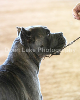 Western Carolina Dog Fanciers