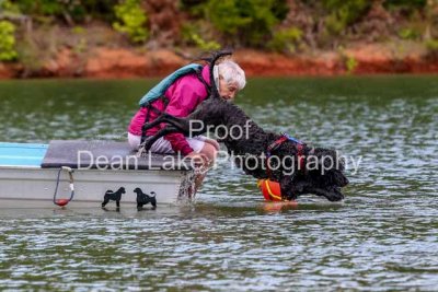 Portuguese Water Dog Practice May 2014