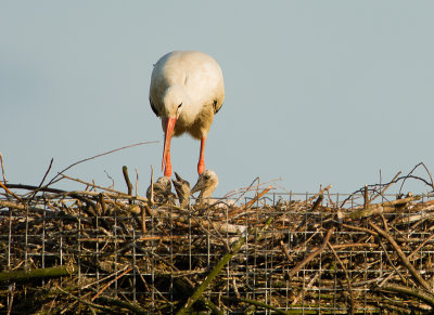 Ooievaarvrouw met 4 kuikens van ongeveer 11 dg oud