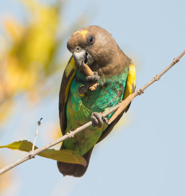TANZANIA 2013: VOGELS/BIRDS