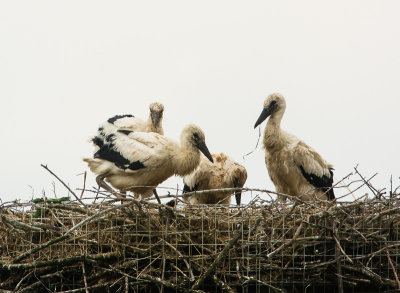 Ooievaarouders fourageren nu beide en jongen zijn alleen op nest