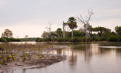 Uitzicht vanaf Rufiji river tijdens boottocht