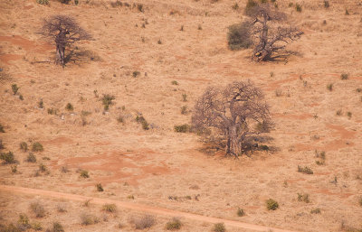 Uitzicht op  Ruaha NP vanuit vliegtuig