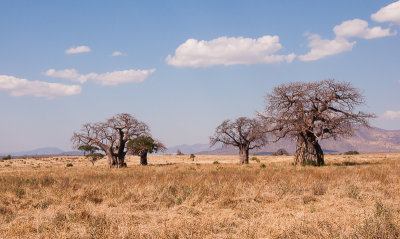 Baobabomen  in landschap