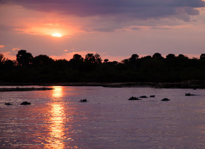 Zonsondergang op Rufiji River met nijlpaarden